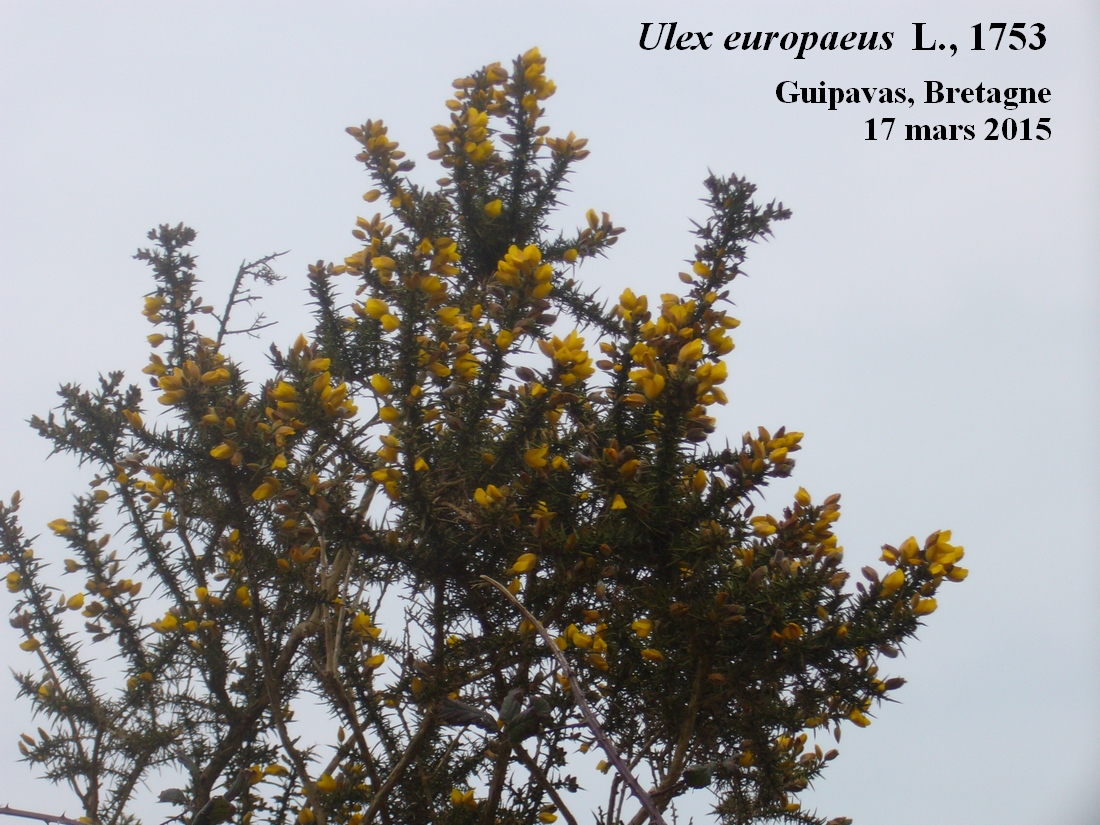 Annexe 1-Ajonc-dEurope-JLP.jpg