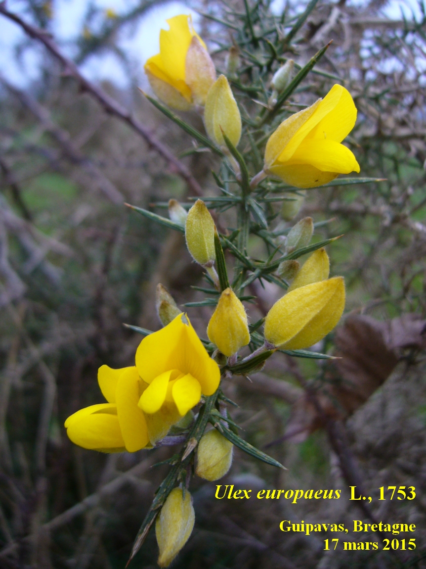 Annexe 2-Ajonc-dEurope-JLP.jpg