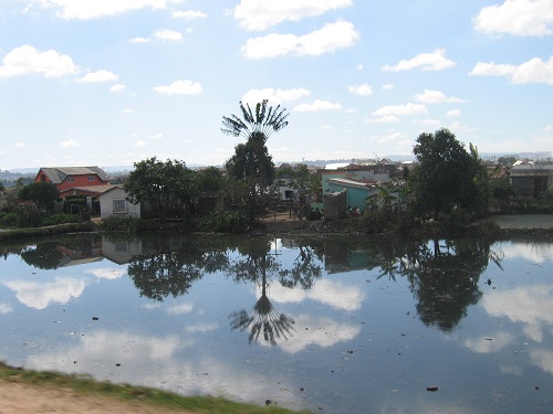 Annexe ravelena madagascariensis.jpg