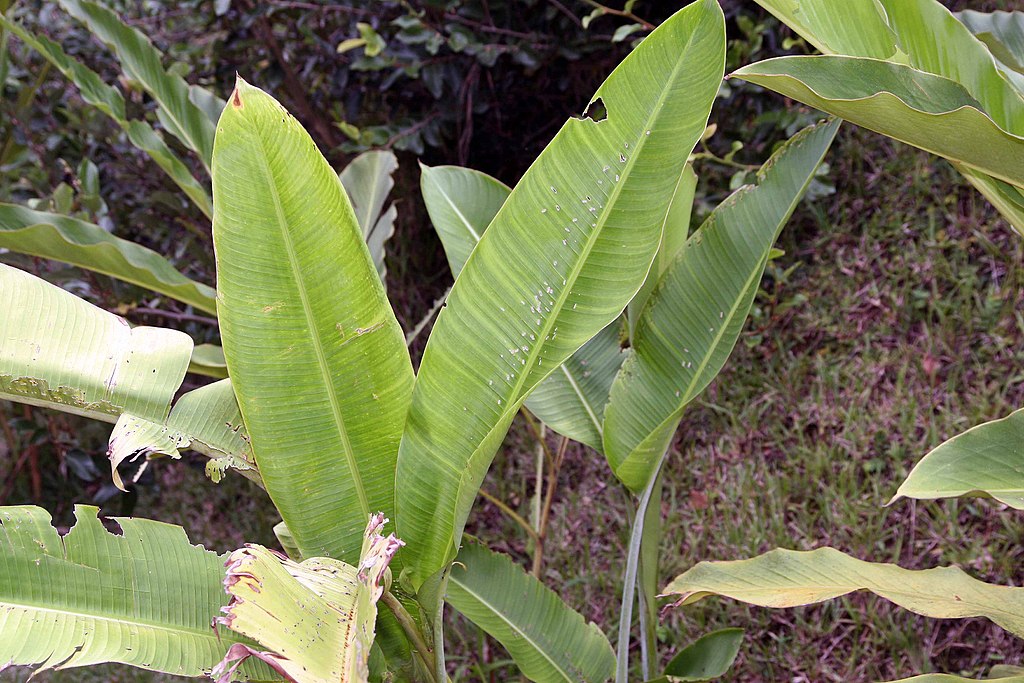 Annexe 1024px-Heliconia_caribaea_20zz.jpg
