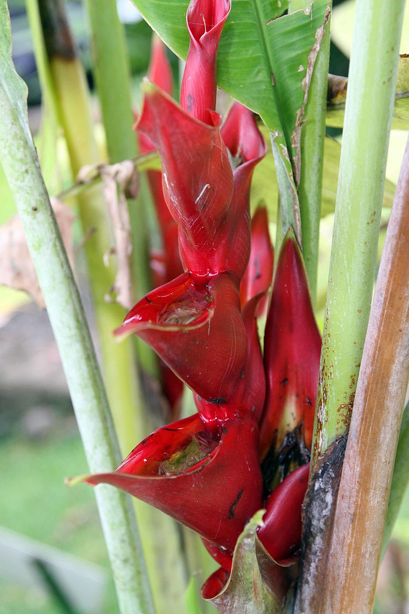 Annexe 800px-Heliconia_caribaea_8zz.jpg