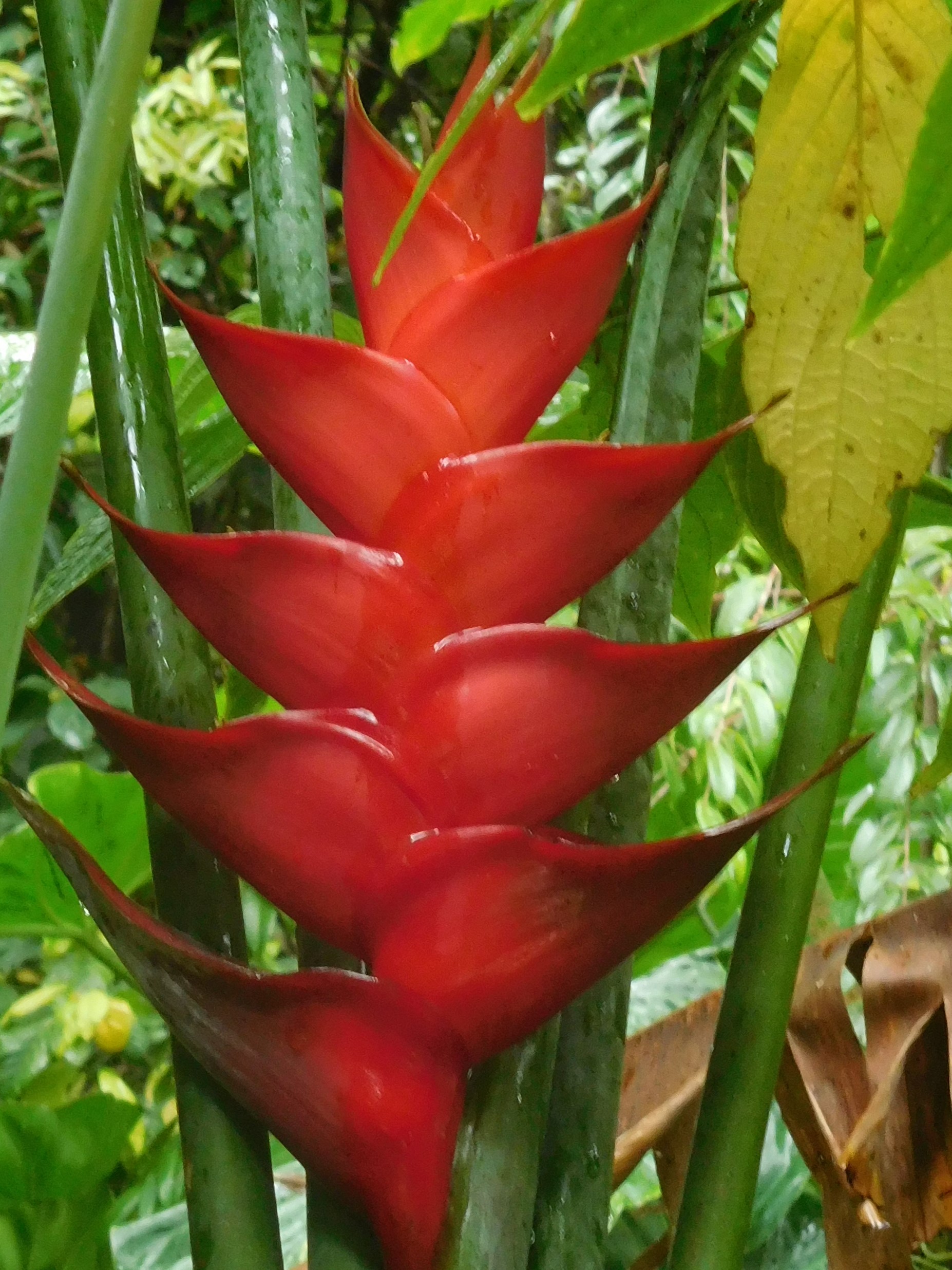 Annexe Heliconia_caribaea_(Heliconiaceae).jpg
