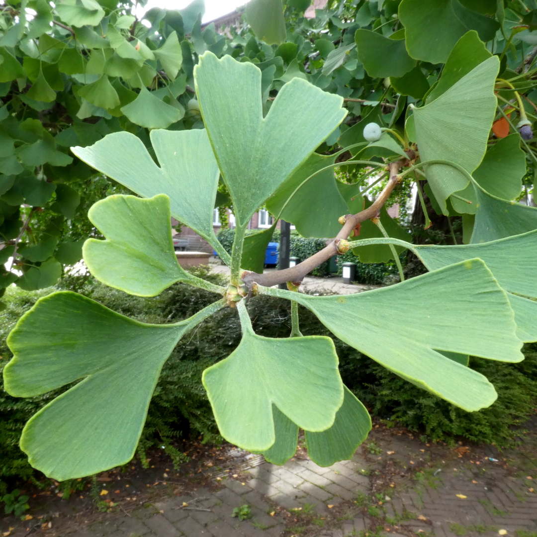 Annexe Feuilles Gingko_R05-190811 056_1080.JPG