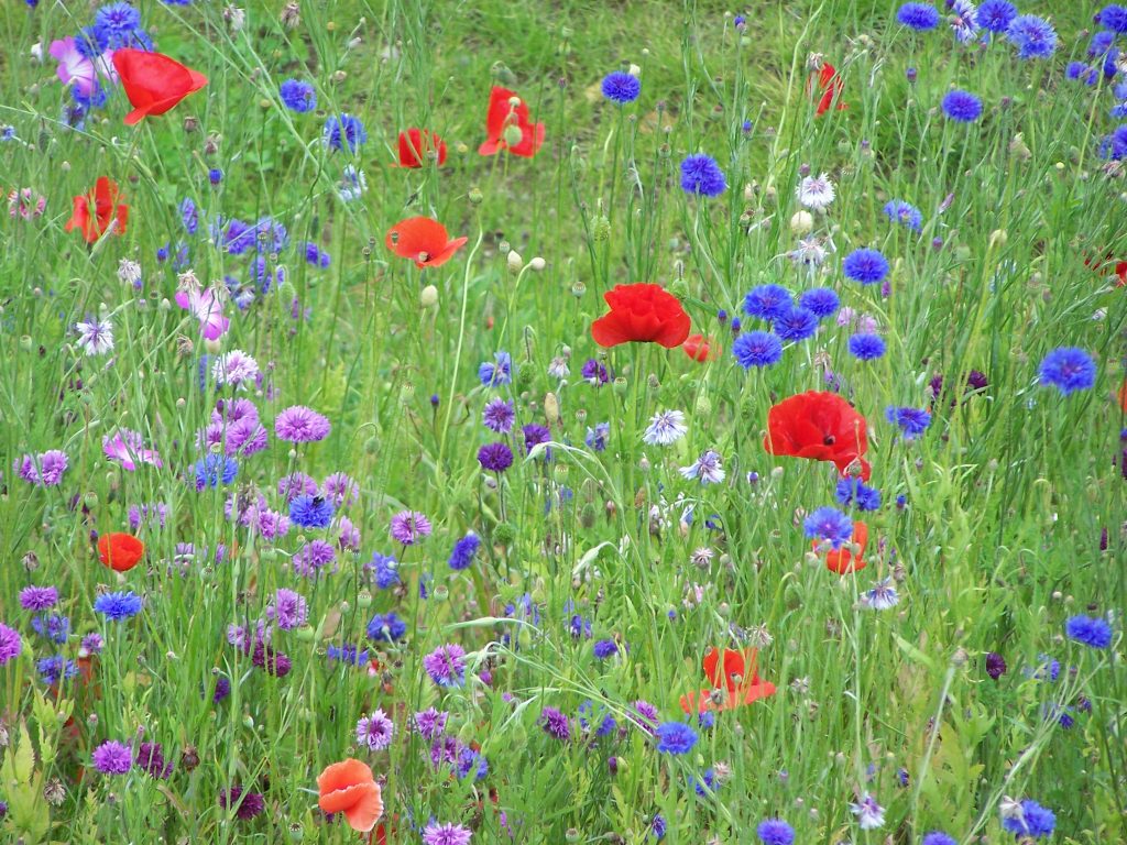 Annexe coquelicots-bleuets-en-mélange-1024x768.jpg