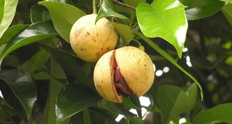 Annexe noce moscata.jpg