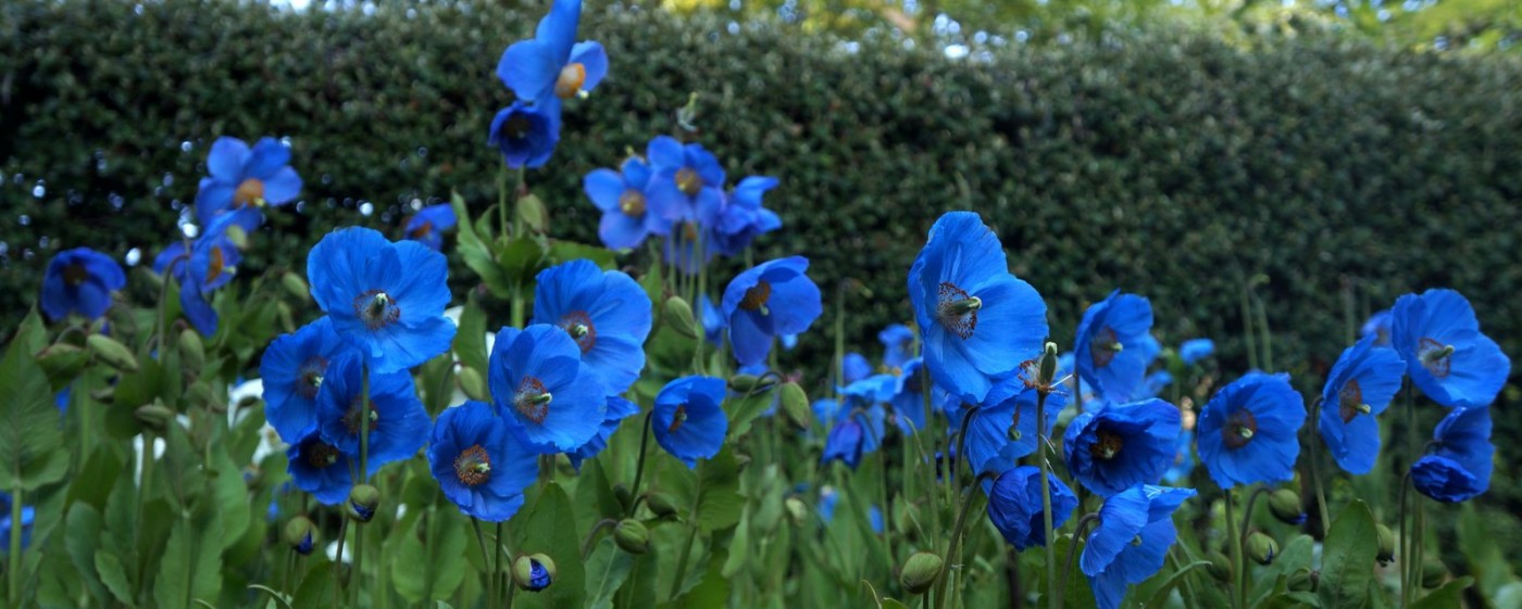 Annexe 14dbb6ffa5e-Meconopsis-panorama-VG-2015-4872x1953.1400.jpg