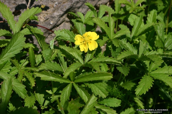 Annexe Potentilla reptans.jpg