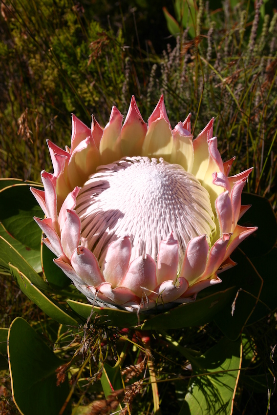 Annexe protea.JPG