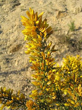 Annexe 290px-Ulex_parviflorus_1.jpg
