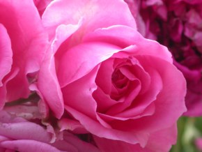 Annexe rosa-candida.jpg