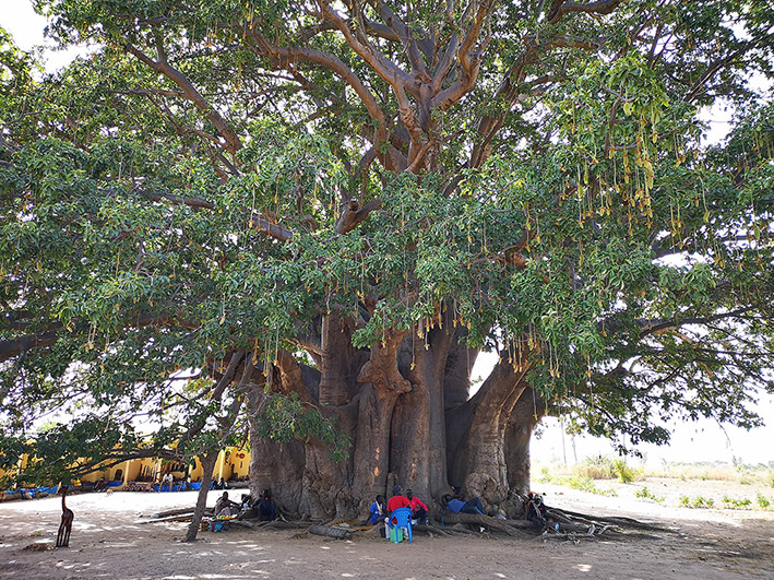 Annexe •Baobab de Fadial.jpg