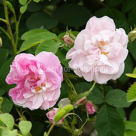 Annexe 17d49984782160ea6ef4e014f57965c3.jpg