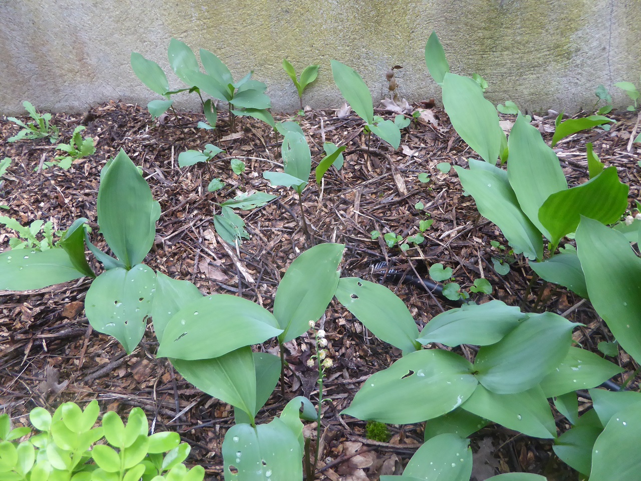 Annexe muguet-20200421-51kleber-1-reduit.jpg