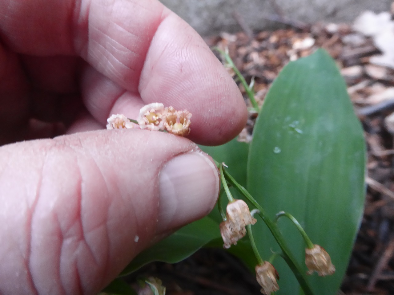 Annexe muguet-20200421-51kleber-3-reduit.jpg