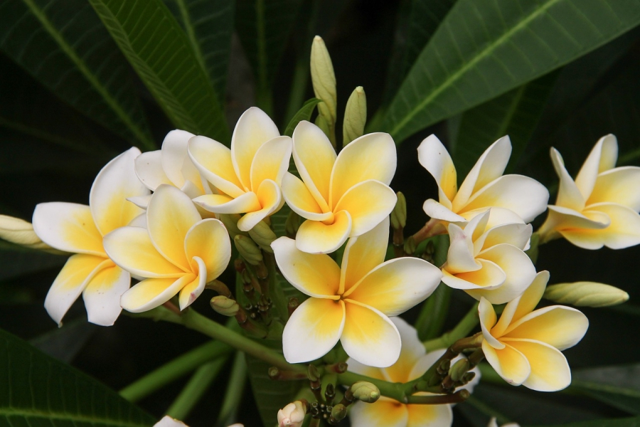 Annexe frangipani-4339912-1280.jpg