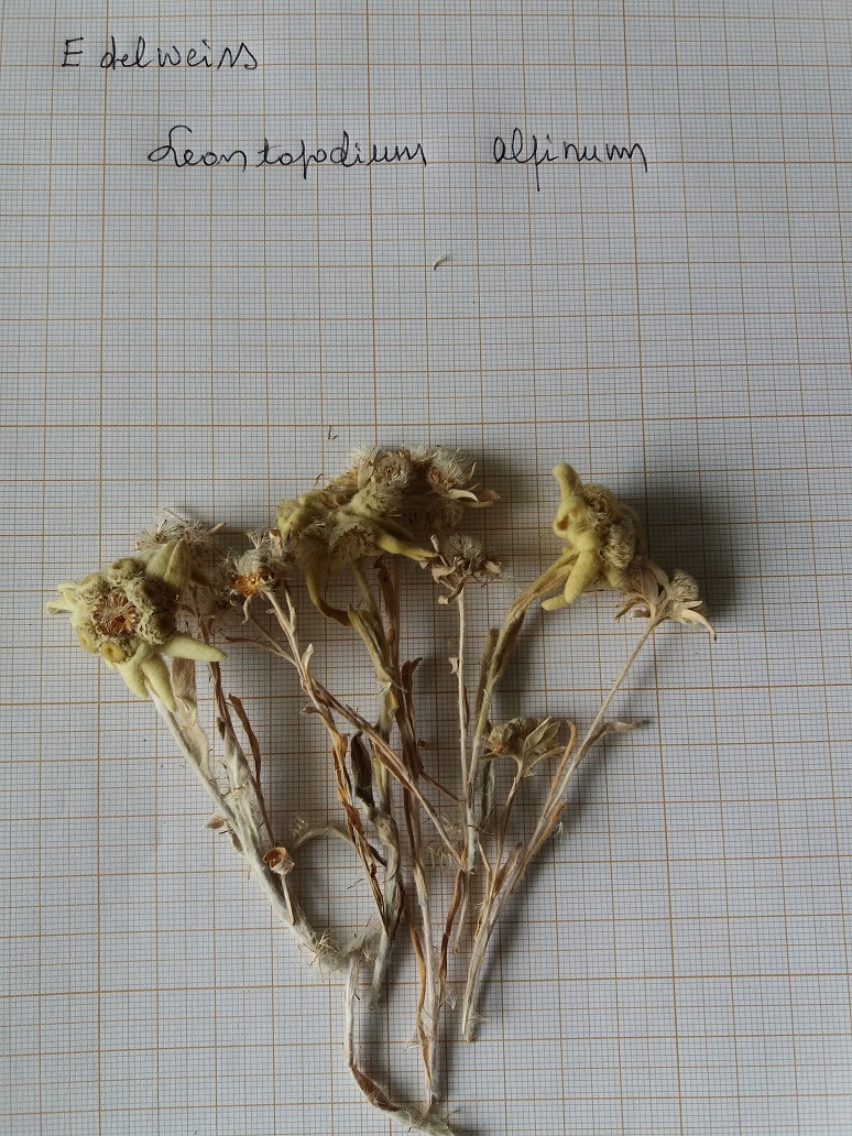Annexe edelweiss.jpg
