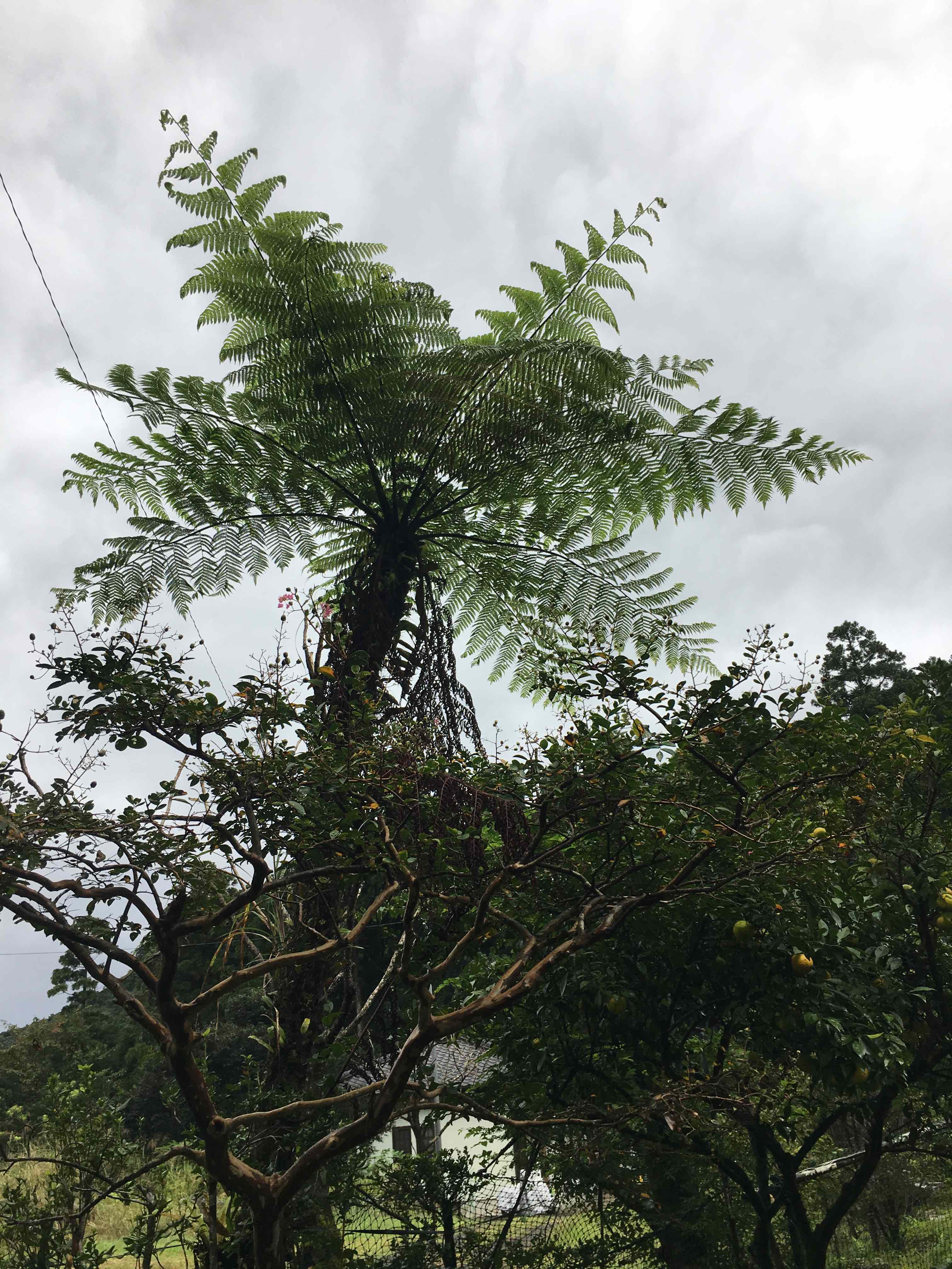 Annexe cyathea spinulosa 2.jpg