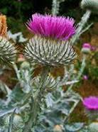 Annexe Unknown-1.jpeg