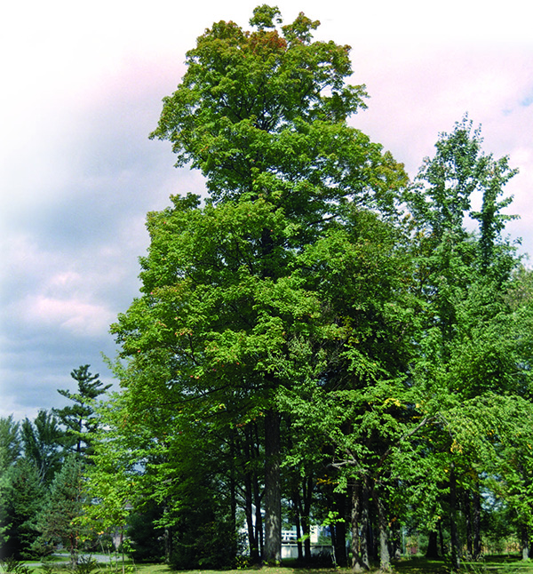 Annexe erable-a-sucre-arbre-complet.jpg