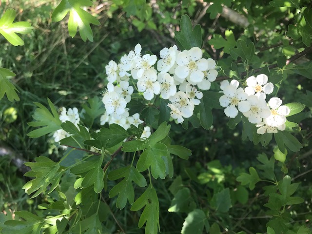 Annexe Aubepine2.jpg