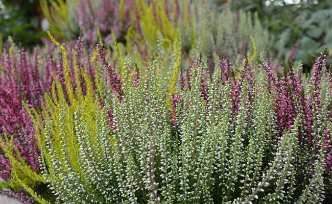 Annexe bruyeres-183514.jpg