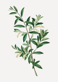 Annexe rameau dolivier CHYPRE.jpg