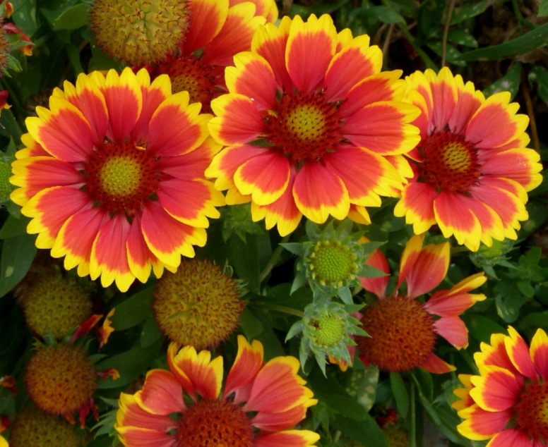 Annexe Gaillarde .jpg