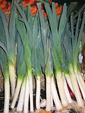 Annexe poireau_1.jpg