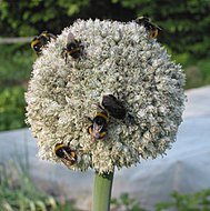 Annexe poireau_2.jpg