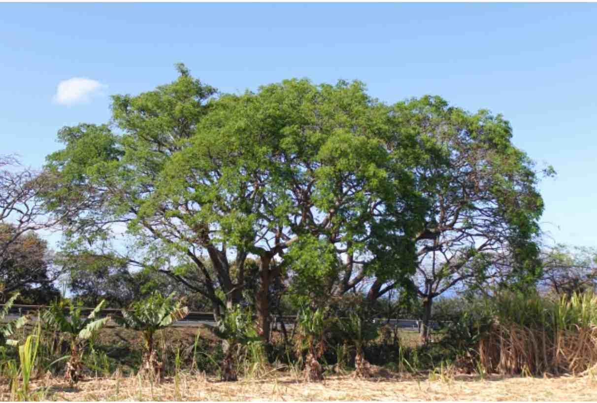 Annexe Enterolobium cyclocarpum.jpg