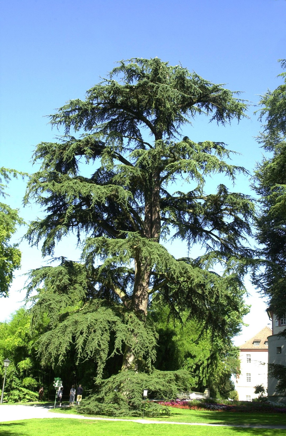 Annexe cedrus_libani_subsp__atlantica.jpg