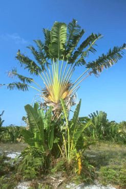 Annexe ravenala-embleme-madagascar1.jpg