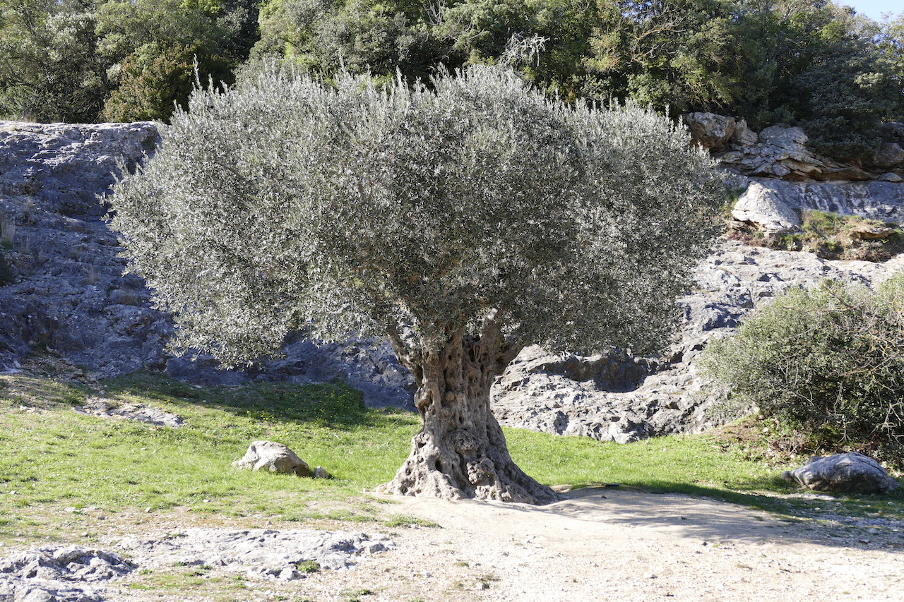 Annexe olivierpdg.JPG