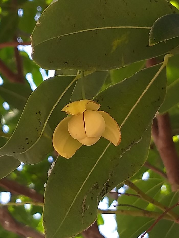 Annexe fleur-e1582864058421-700x933.jpg