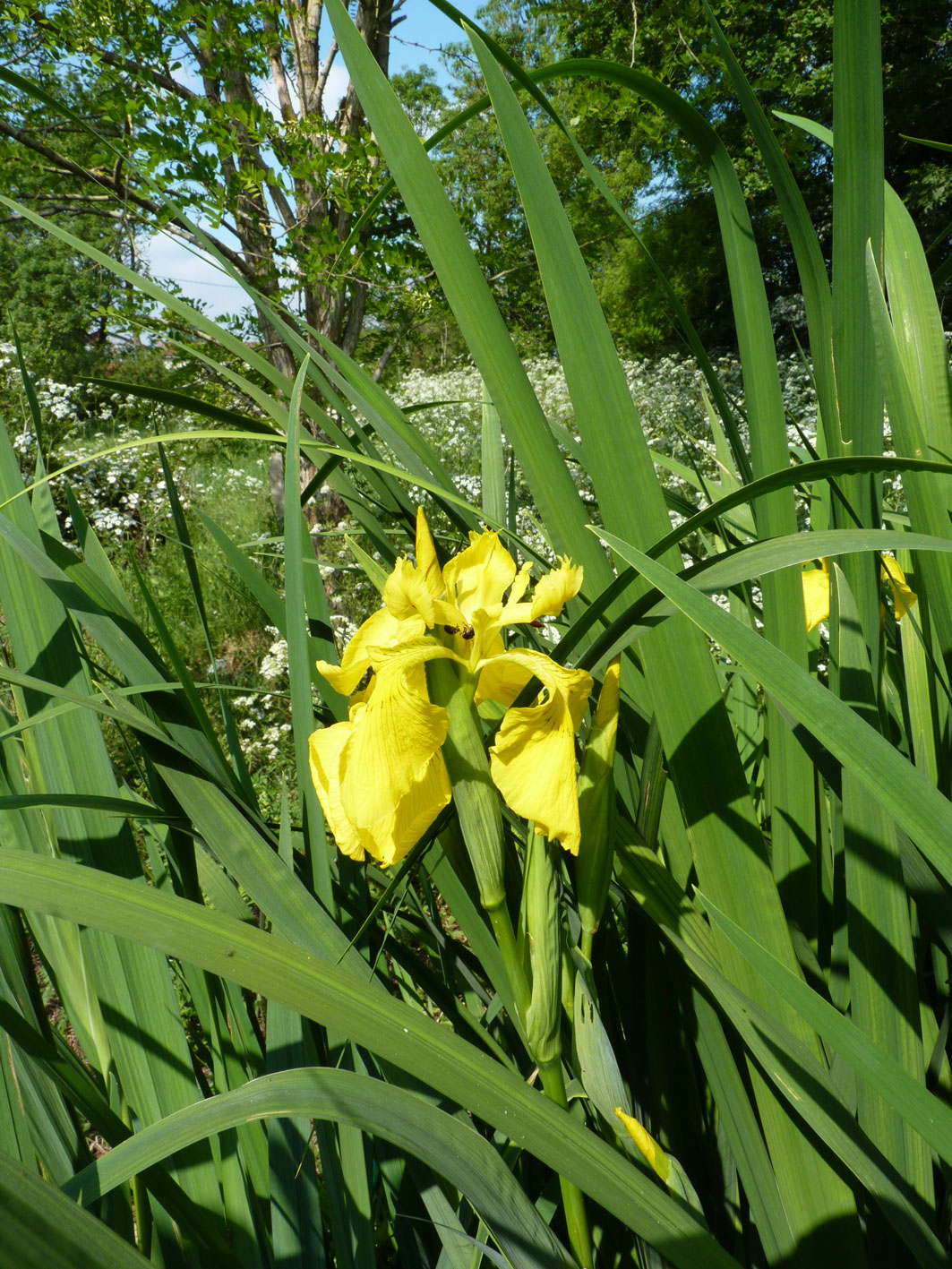 Annexe Iris-des-Marais-240420_BoisMoricaud44.jpg