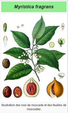 Annexe noix muscade_2.jpg