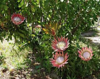 Annexe Screenshot 2020-04-24 at 16.53.28.jpeg