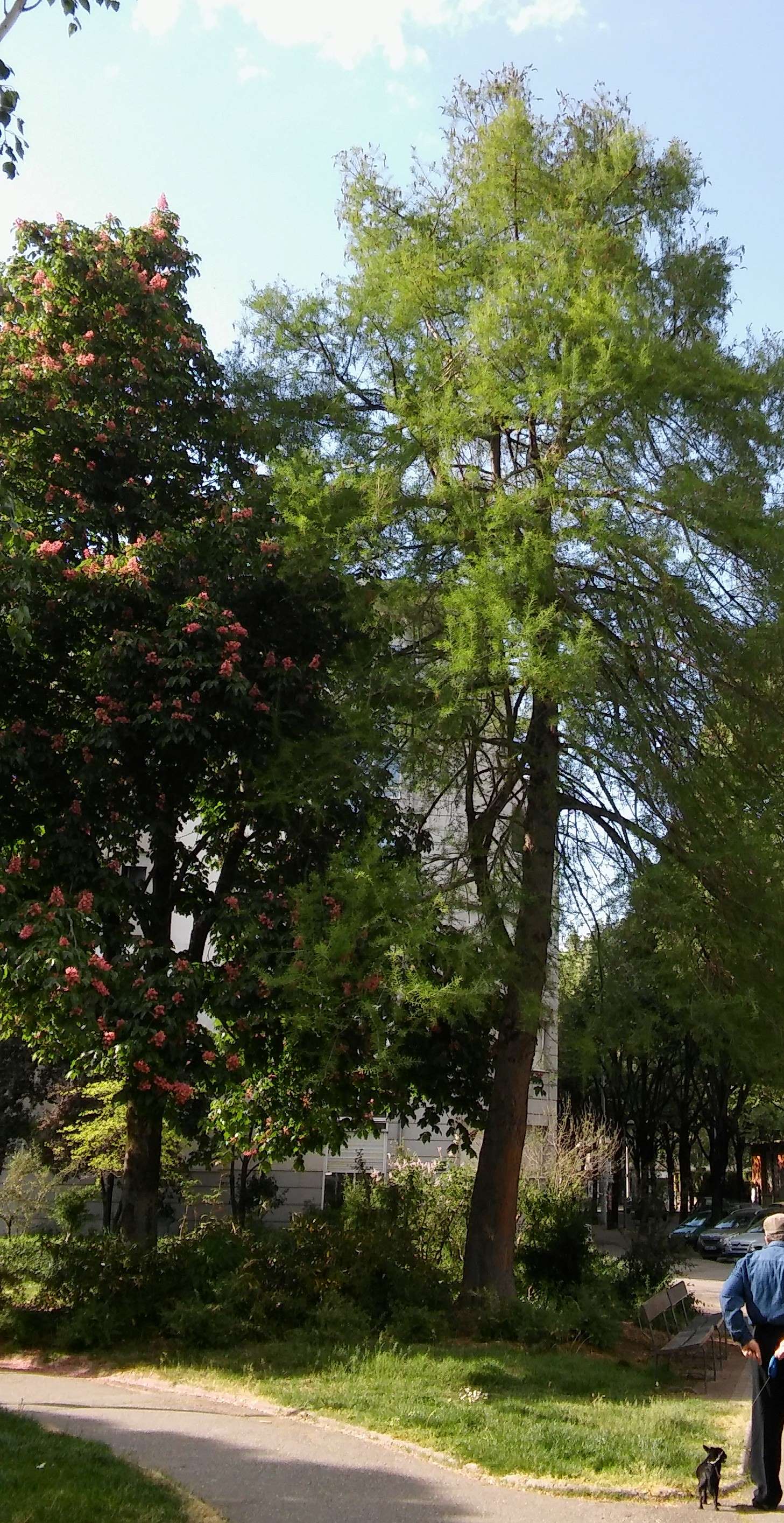 Annexe Cyprès chauve 4-24avr20.jpg