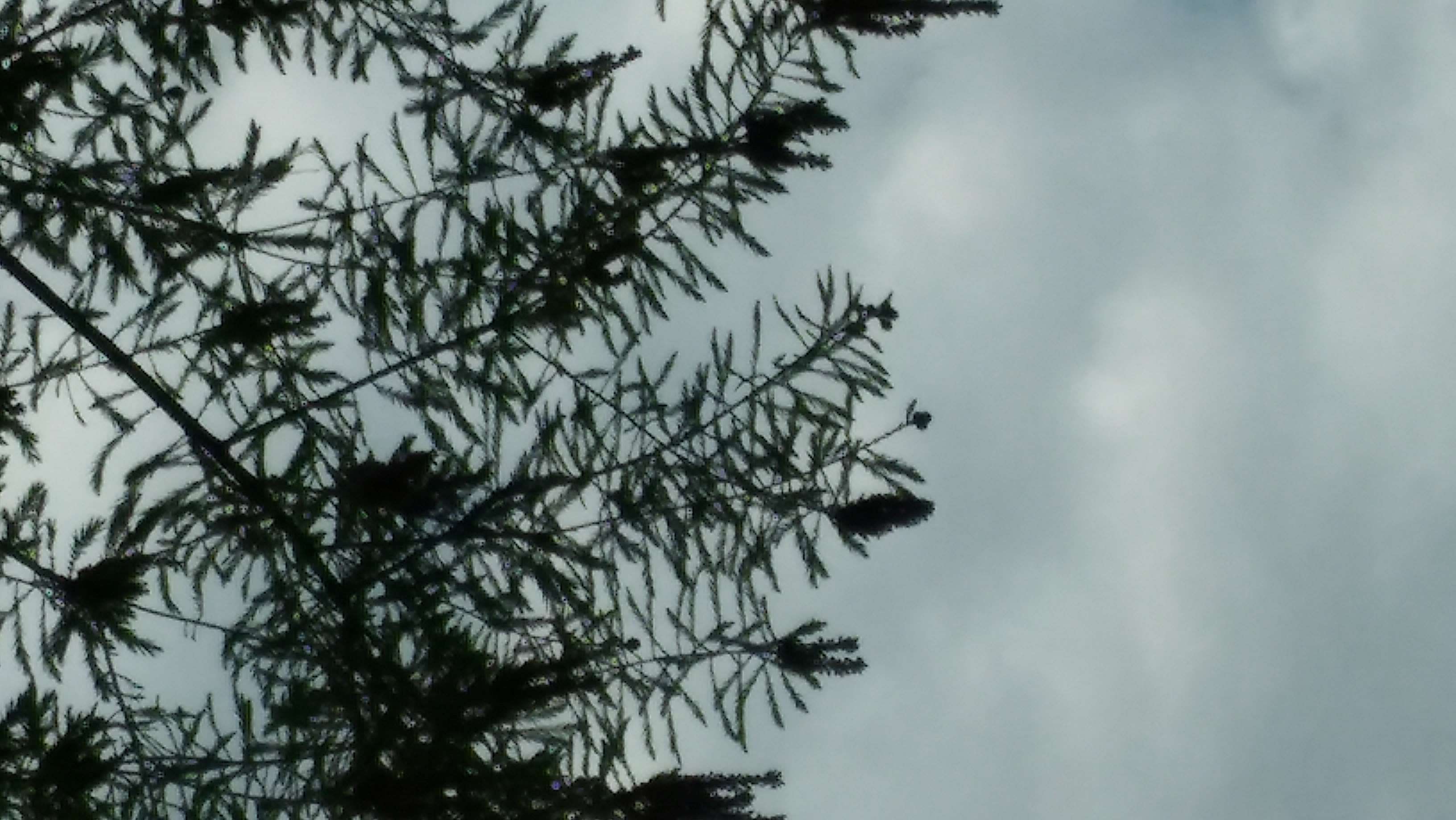 Annexe Cyprès chauve détails cônes-24avr20.jpg