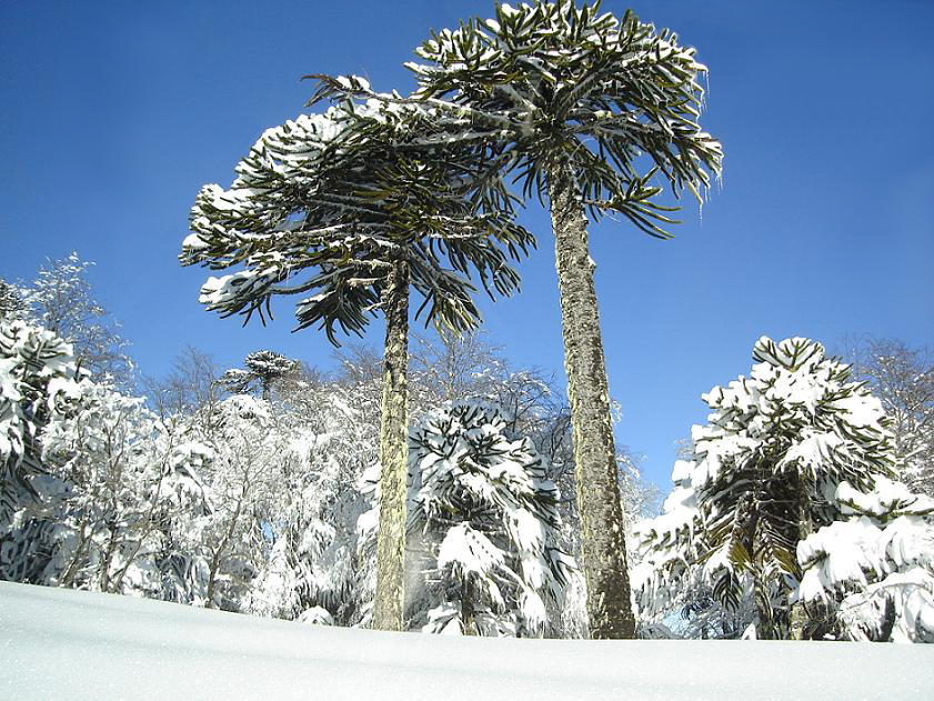 Annexe Araucaria_in_Conguillio.jpg