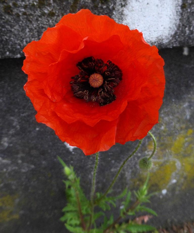 Annexe coquelicot.jpg