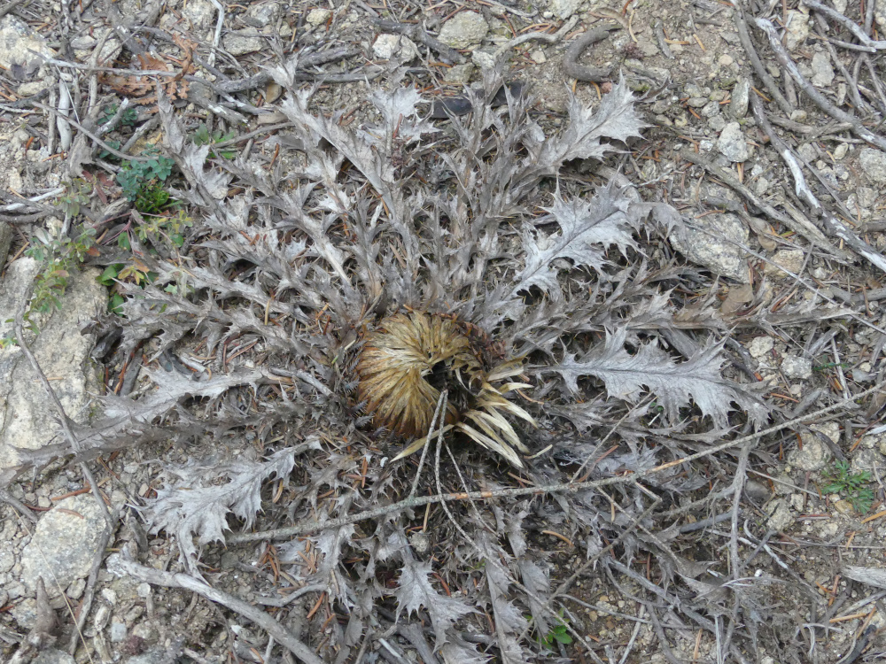 Annexe Carlina acanthifolia Asteraceae.JPG