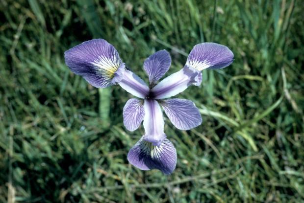 Annexe Iris-versicolor-0260-iri-00027.jpg