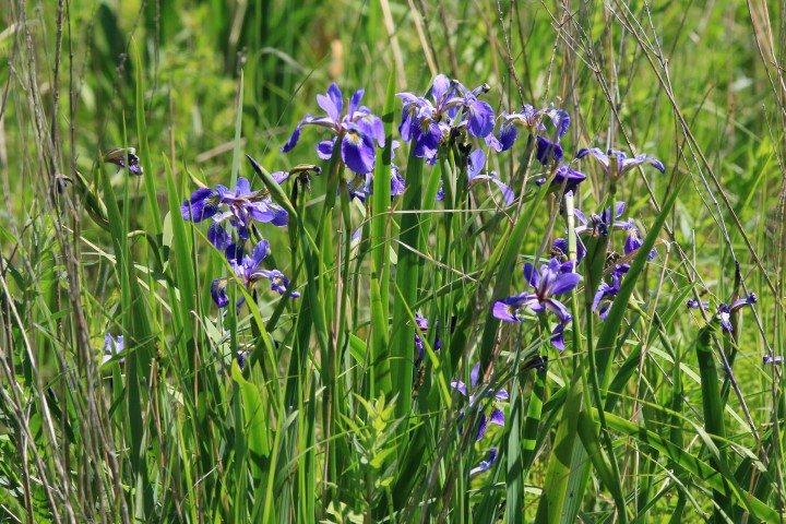 Annexe IrisVers. CooperMarsh IMG_3526 (Small).JPG