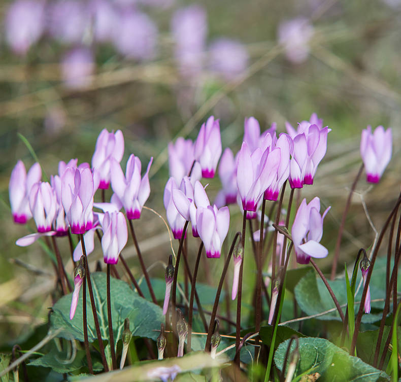 Annexe Cyclamen-hederifolium-naples.jpg