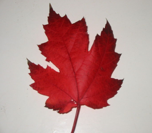 Annexe erable.png