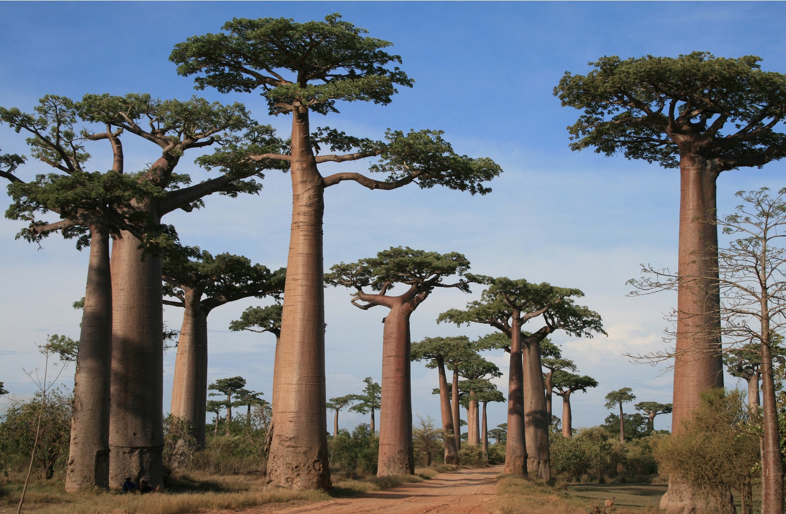 Annexe Baobab.jpg