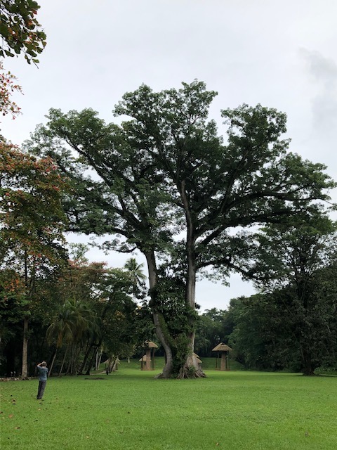Annexe Ceiba du site archéologique de Quirigua.jpg