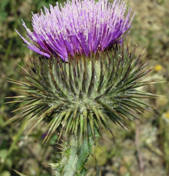 Annexe img_000135024L.jpg