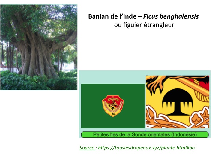 Annexe Banian Ficus benghalensis.jpg